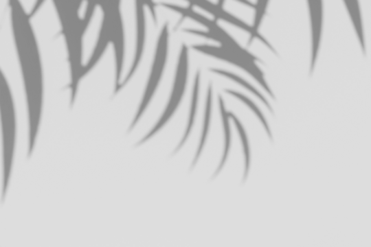 Summer Sun and Tropical Plant Shadows: Realistic Overlay Effects
