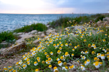 yellow flowers in the field