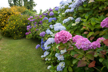 Obraz premium Magnifiques hortensias en fleurs dans un jardin en Bretagne-France