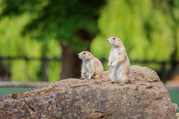 Group of Black Tailed Prairie Dogs Standing funny on a rock