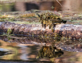 A small turtle on a log with vegetation on its back