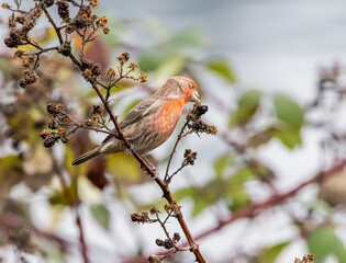 A house finch eating seeds
