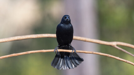 A male red-winged blackbird perched on a bare branch with a clean background looking at the camera with his tail feathers spread