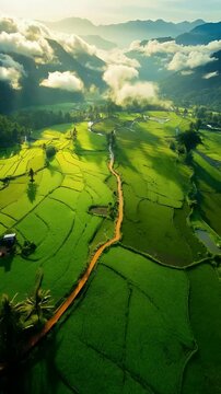 Golden Path Through the Rice Fields