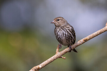 A front view of a pine siskin perched on a bare branch with a clean background