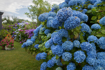 Magnifiques hortensias en fleurs dans un jardin en Bretagne-France