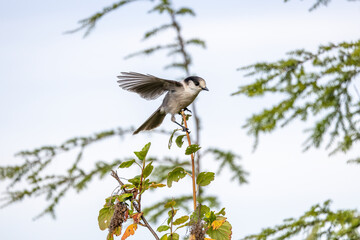 A Canada jay precariously perched at the top of a tree