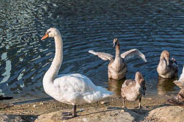 Wild swans with their offspring on a pond in the reeds. Incredibly beautiful nature and birds.