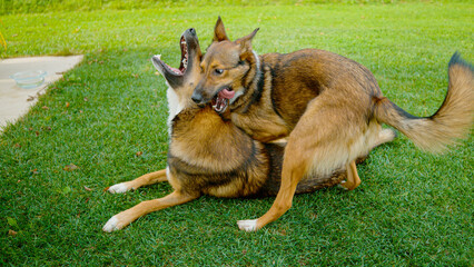 CLOSE UP: Brown canine siblings are engaged in a playful wrestling session on a green garden lawn....
