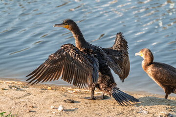 Great cormorant, Phalacrocorax carbo, sits on stone and dries its wings on the wind.