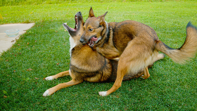 CLOSE UP: Brown canine siblings are engaged in a playful wrestling session on a green garden lawn. Dynamic poses of cute doggies highlight their bond and the excitement at their outdoor activity. - Powered by Adobe