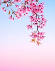 Fototapeta premium Delicate Pink Cherry Blossoms Against a Gradient Sky in Soft Light and Pastel