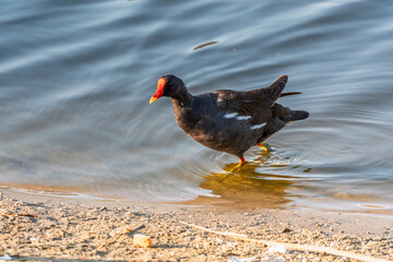 The common moorhen, black and brown bird with red and yellow beak and green legs, walking on dry leaves seeking for food.