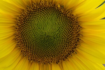 sunflower close up