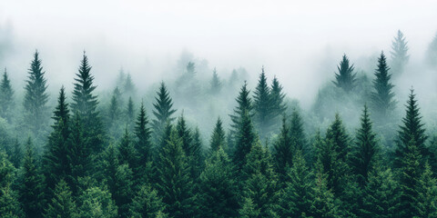 Evergreen trees stand tall in a lush forest with mist enveloping the scene. Serene nature landscape with foggy atmosphere