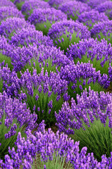 Naklejka premium Lavender flowers are blooming in a field, creating rows of vibrant purple. Nature, floral beauty, tranquility, agriculture