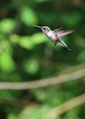 A female Ruby Throated Hummingbird  flying
