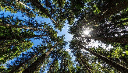 Fototapeta premium Sunlight filters through dense forest canopy