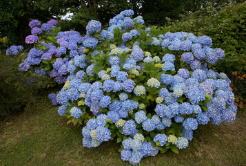 Magnifiques hortensias en fleurs dans un jardin en Bretagne-France