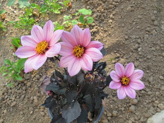 Dahlia nain