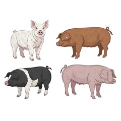 set of pigs