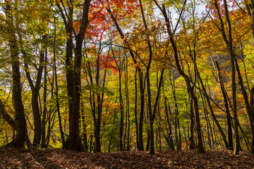 日本の風景・秋　山梨県山梨市　紅葉の西沢渓谷