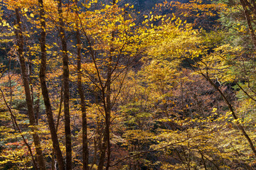 日本の風景・秋　山梨県山梨市　紅葉の西沢渓谷