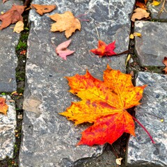 Vibrant Maple Leaves on Cobblestone Ground with Autumnal Colors in Daylight