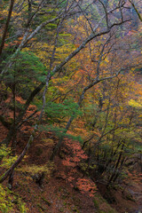 日本の風景・秋　山梨県山梨市　紅葉の西沢渓谷