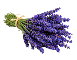 Bouquet of fresh lavender flowers with transparent background