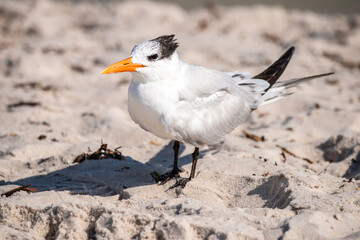 Royal Tern