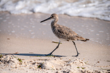 Willet