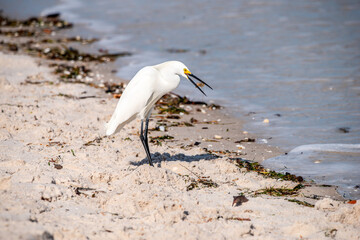 Snowy Egret