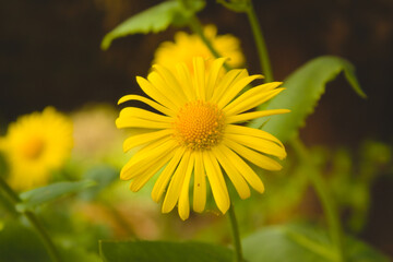 Close up flower 