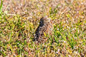 A burrowing owl