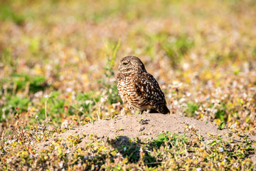A burrowing owl