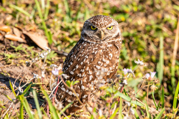 A burrowing owl