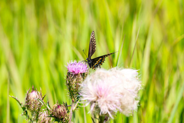 butterfly on a flower