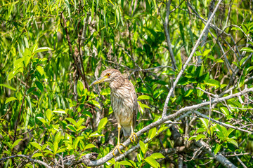 Obraz premium American Bittern
