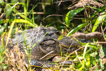 Alligator in the Everglades