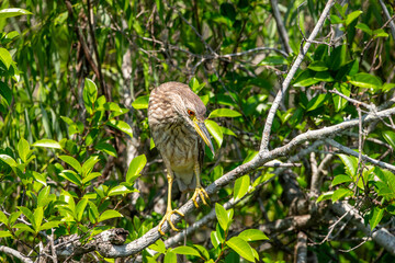 American Bittern