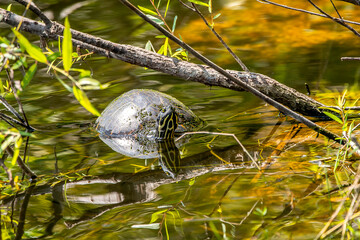 Florida red-bellied cooter