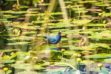 American purple gallinule