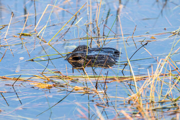 Alligator in the Everglades