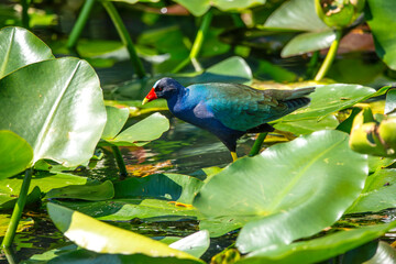 American purple gallinule