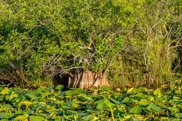 A mangrove tree