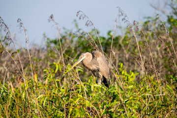 Crane in the everglades
