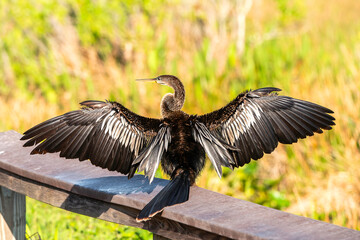 Anhinga in the Everglades