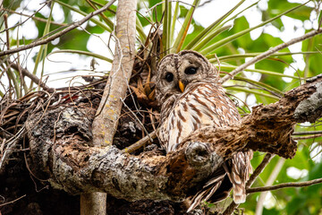 Barred Owl in a tree