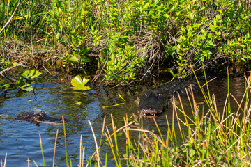 Alligator in the Everglades